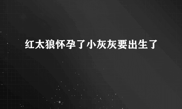 红太狼怀孕了小灰灰要出生了