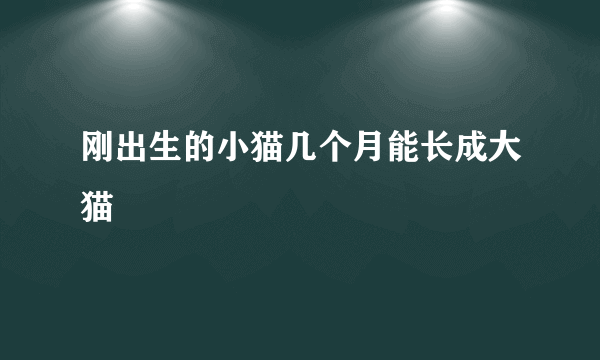 刚出生的小猫几个月能长成大猫