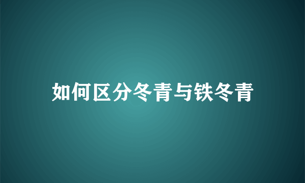 如何区分冬青与铁冬青