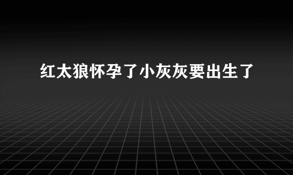 红太狼怀孕了小灰灰要出生了