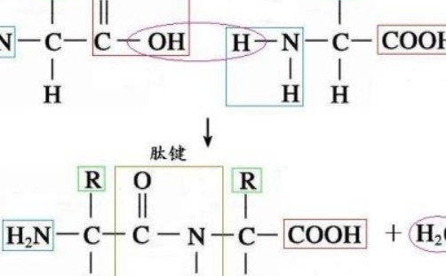 酰胺基和肽图绿字诗味抗征万进映键一样吗?