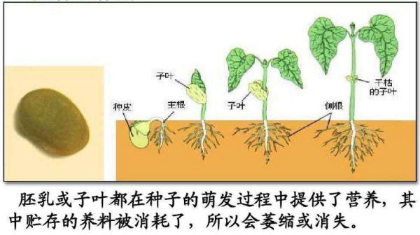 植物的生长一般要经过哪些过程?