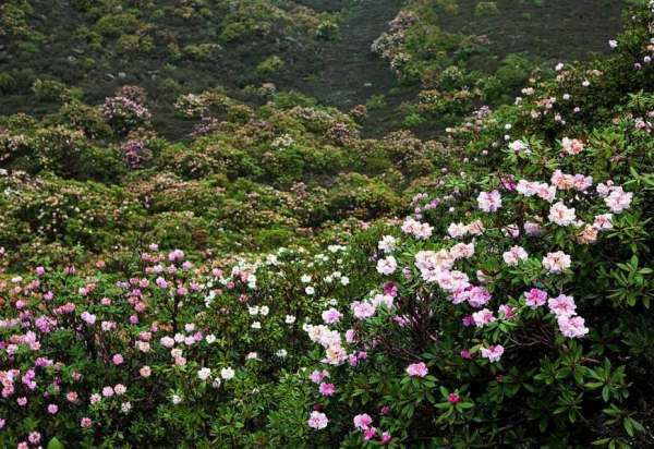 6月适合去哪里旅游？