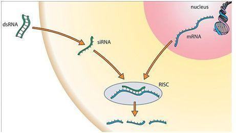 什么是RNAi?