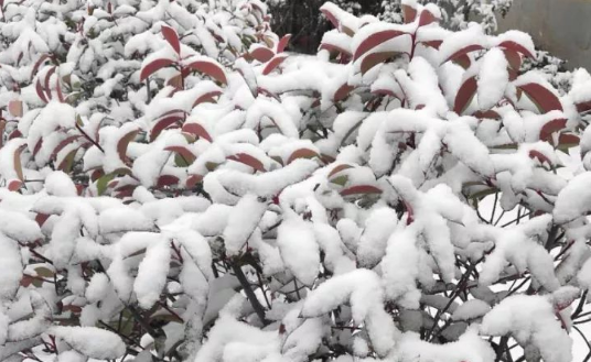 雪食汉来自是什么梗呢?