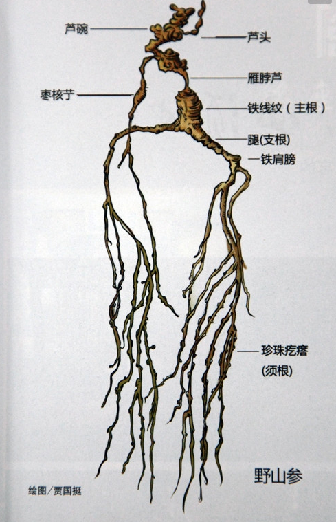 野山参价格多少钱一克