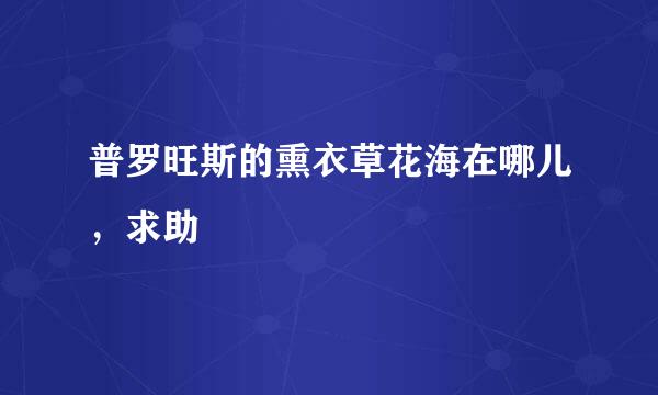 普罗旺斯的熏衣草花海在哪儿，求助