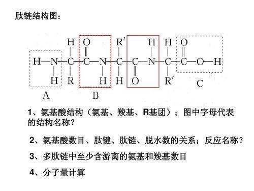 肽键和肽调级即念应链有什么区别?