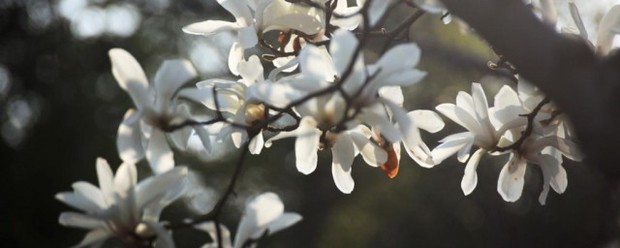 上海的市花是什么