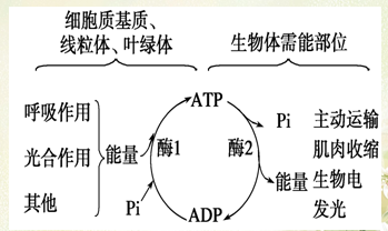 ATP和ADP的互相转化的方程式