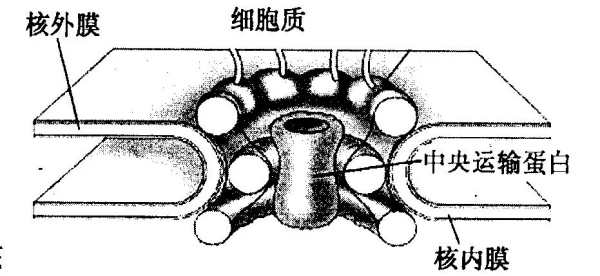 核孔来自复合体名词解释是什么?