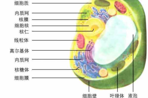 小白鹭生长发片育的细胞学基础是