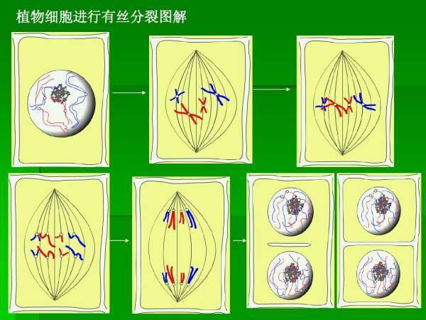 细胞有丝分裂的过程及图解