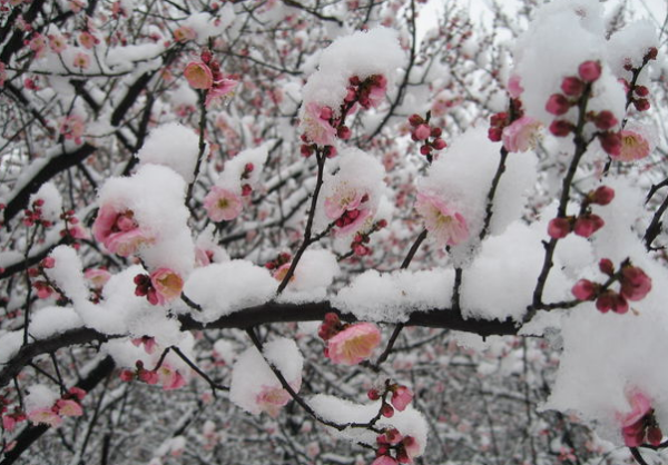 我爱你塞来自北的雪歌词