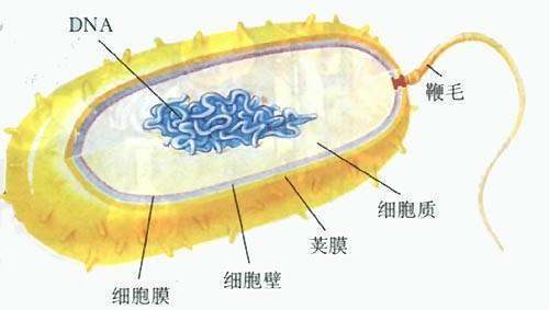 细盟争念每是菌的基本结构包括哪些