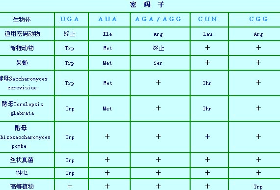 终止密码子是哪三个？