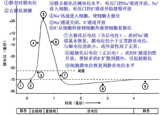 生物学中的“去极化”是什么意思