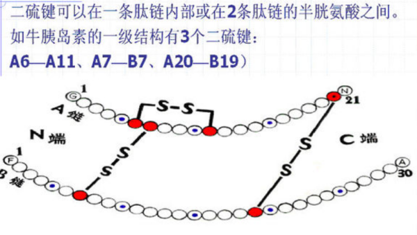 二硫来自键是什么？是肽键吗？怎么脱水的