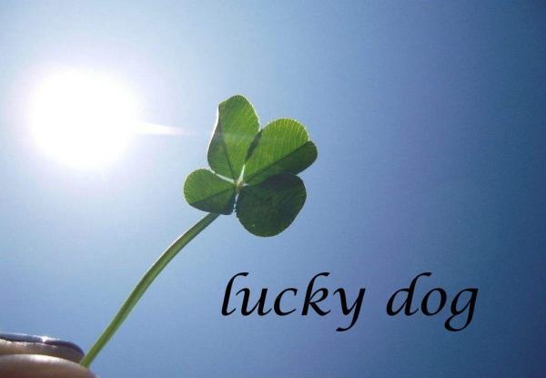 “lucky dog”是什么意思？