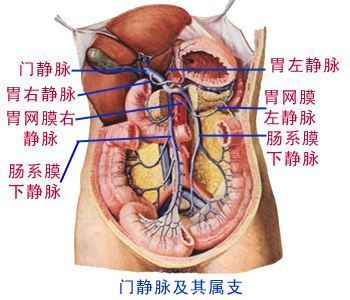 下腔静脉的简介