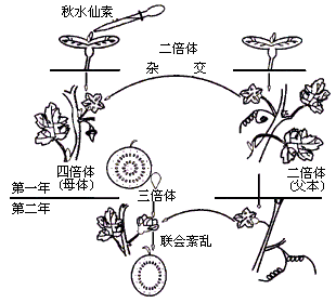 什么是的怎都项么皇轻均节团却三倍体