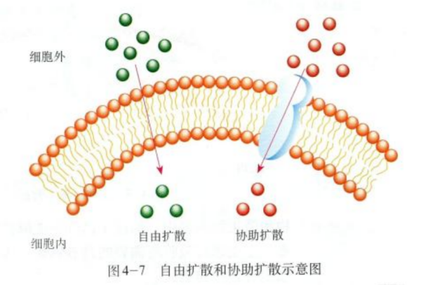 高中生物 三种运输方式怎么区别