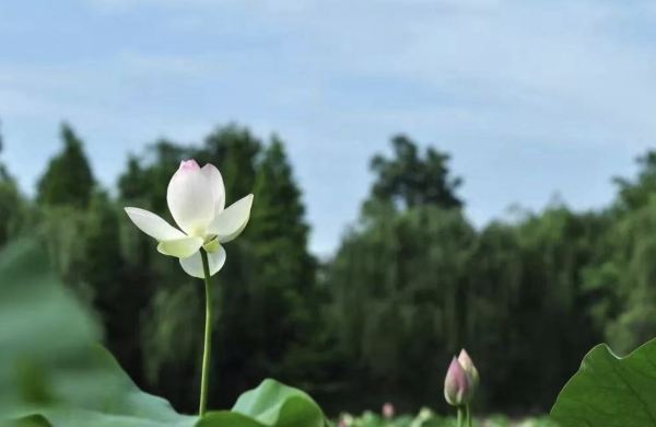 守得云开见月明,静待花开终有时什么意思