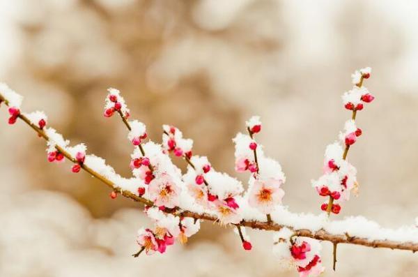 梅须逊雪三分白,雪却输梅一段香。大雪纷纷何所有,明月与我何相见。