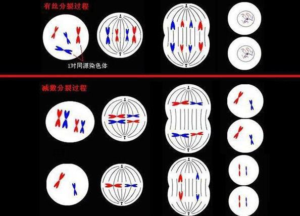 有丝分裂中同源染色体什么样，要图解