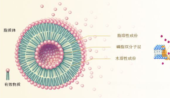 脂质体名词解释