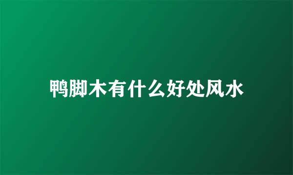 鸭脚木有什么好处风水