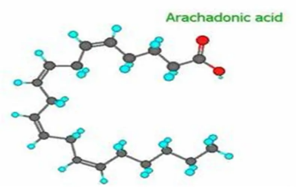 二十碳四烯酸是什么东西?