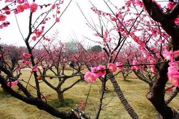 梅花怎么来自养，梅花的养殖方法和注意事项