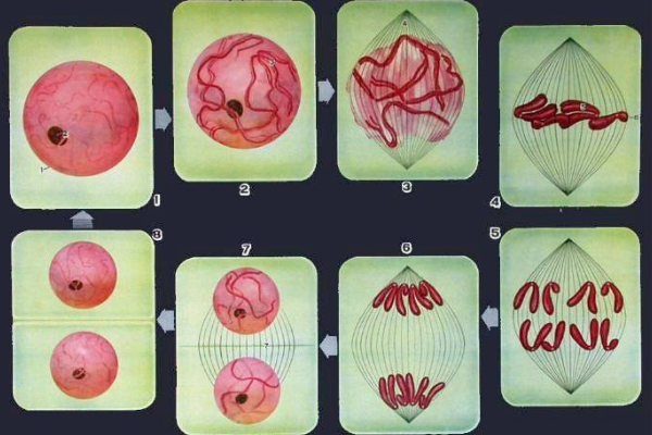 生物有丝分裂的 G1期，G2期，S期 都是指的什么期