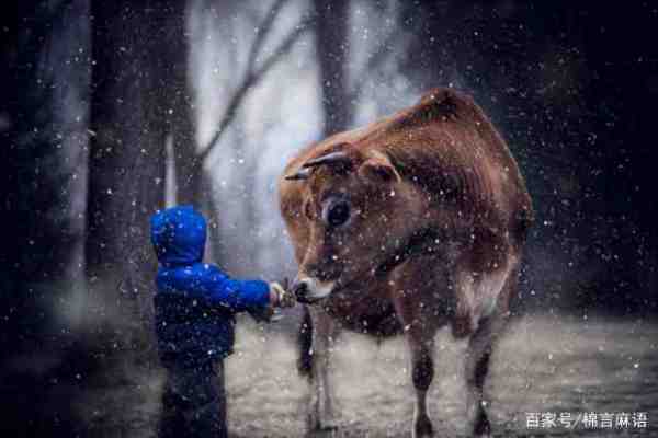 属牛的本命由段年应该注意什么？