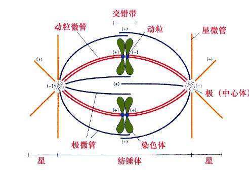 生物：什么是纺来自锤体？详细！