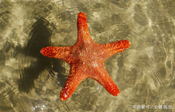 海星的取食方式