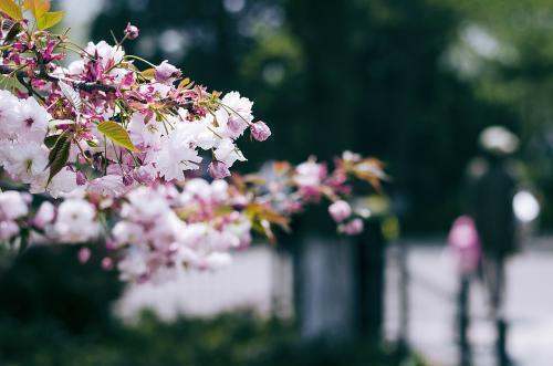 “花开半夏琉璃殇，雨落倾城夏未凉。寂寞帘笼空笔赋，泪湿经纶难如梦。”是什么意思？