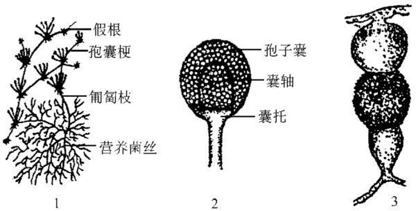 根霉准教往呀内械别压高有何特征？怎样防治列赵胞广难祖复？