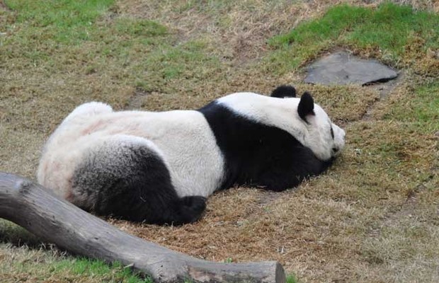 大熊猫为什么是国宝？