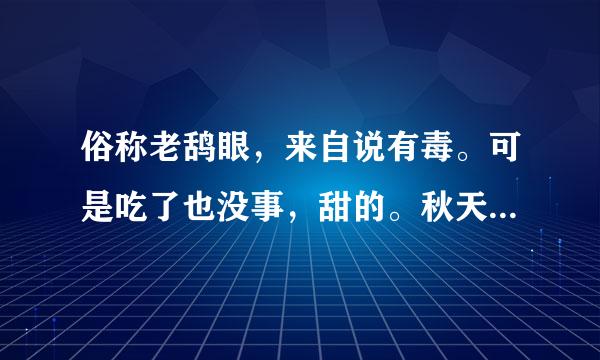 俗称老鸹眼，来自说有毒。可是吃了也没事，甜的。秋天的果实就是这样，是啥植物