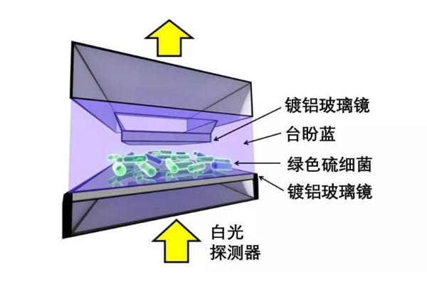 台盼蓝染色分辨死活细胞的原理是什么