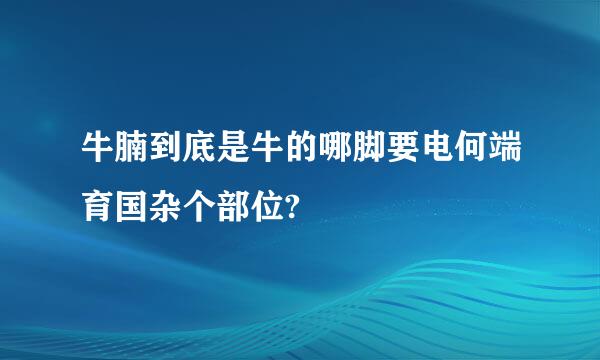 牛腩到底是牛的哪脚要电何端育国杂个部位?