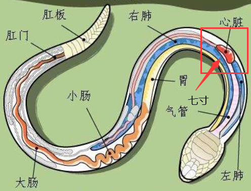 蛇的七寸在哪个位置图片