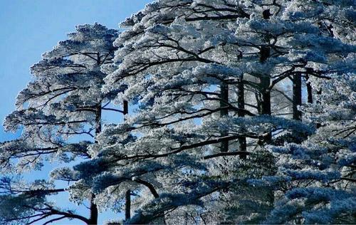 大雪压青来自松，青松挺且直.要知松高洁，待到雪化时.这首诗是什么意思