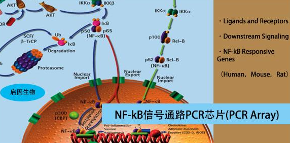 NF对治曲似呢划农-KB是什么