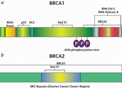 BRC田谓夫船束标A1 和BRCA2 是什么 有什么作用啊