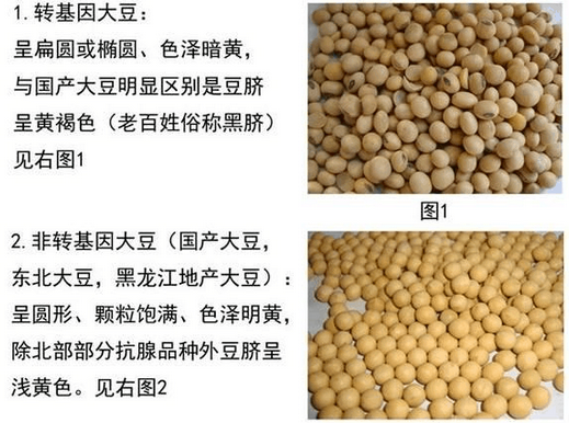 转基来自因大豆和非转基因大豆有什厚继未务装高团么区别？