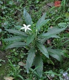 醉草是一种来自什么样的植物？