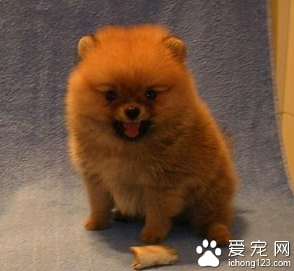 小型犬都有哪些 适合家养的小型犬